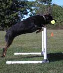 Obedience Jumping